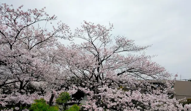 Cover image for SIを辞めてWebサービスに転職しました